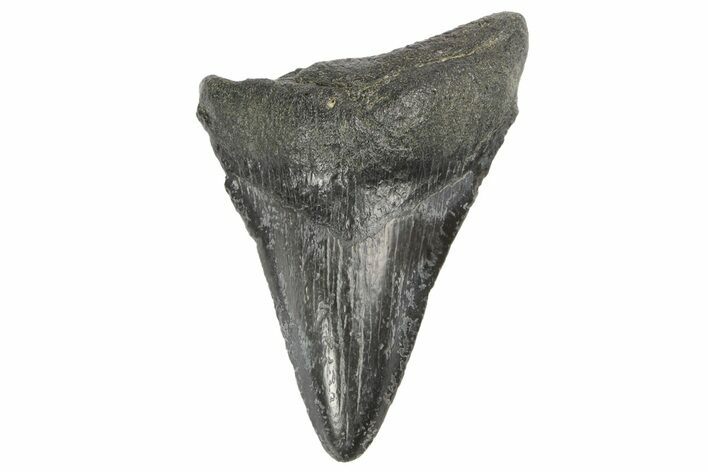 Fossil Megalodon Tooth - South Carolina #168216